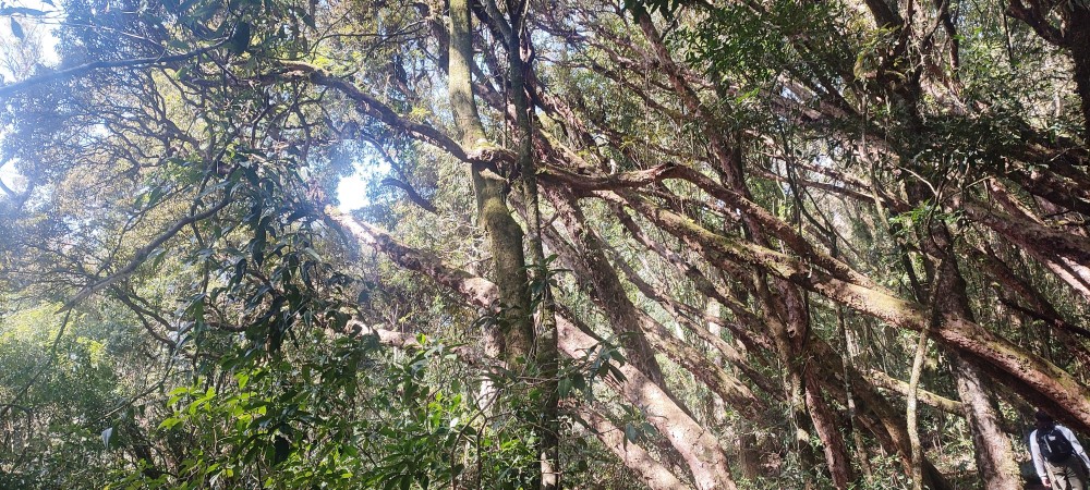 Rhododendron trees along the beautifully preserved trail to Kedieutsükerü in Khonoma. It is one of the highest mountains in Nagaland, standing at an altitude of 2692 metres above the sea level. (Morung Photo)